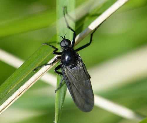Empis ciliata