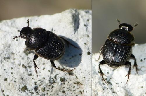 Réf. 200 313 : Onthophagus sp.