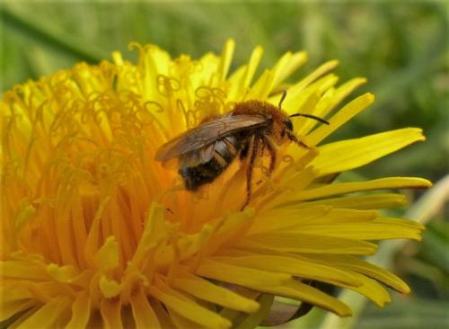 Réf. 200 889 : Lasioglossum laevigatum