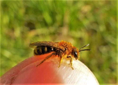 Lasioglossum laevigatum