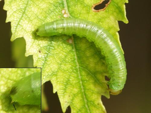 Euura oligospila
