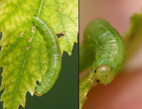 Euura oligospila