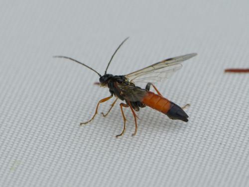 Réf. 200 022 : Tenthredopsis sp.