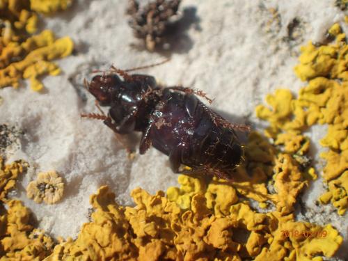 Harpalinae