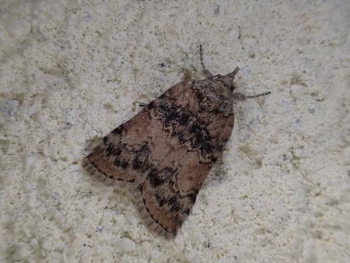 Réf. 200 199 : Nycteola sp.