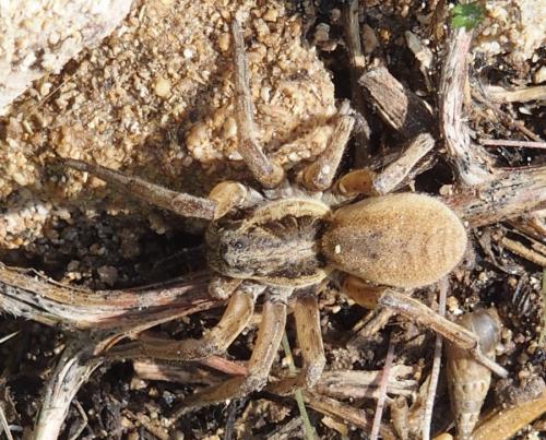 Hogna sp.