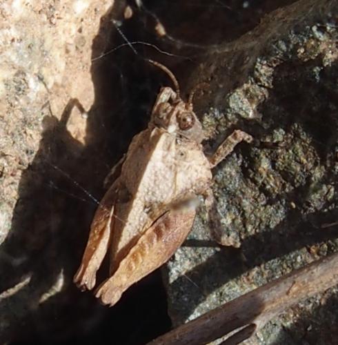 Tetrix sp.