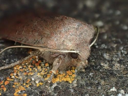 Réf. 200 456 : Conistra ligula