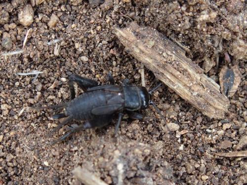 Gryllus sp.