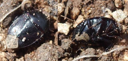 Réf. 200 578 : Macroscytus brunneus