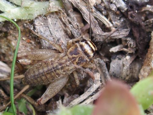 Acheta sp.