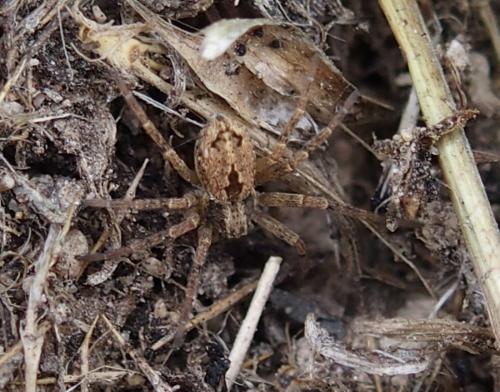 Thanatus sp.