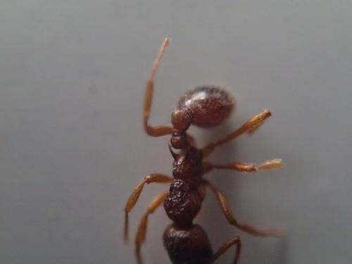 Réf. 200 561 : Myrmica ruginodis
