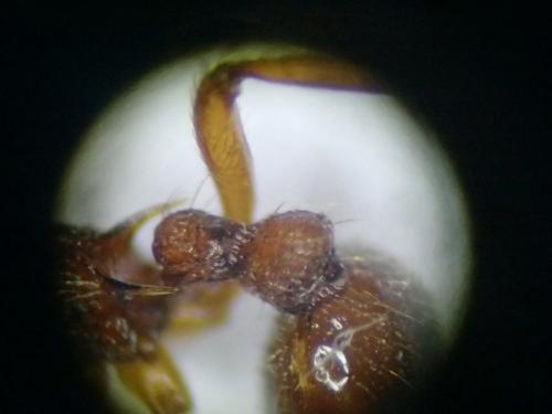 Réf. 200 562 : Myrmica ruginodis
