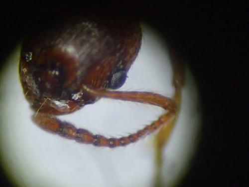 Réf. 200 563 : Myrmica ruginodis
