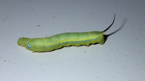 Daphnis nerii
