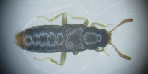 Gyrophaena boleti