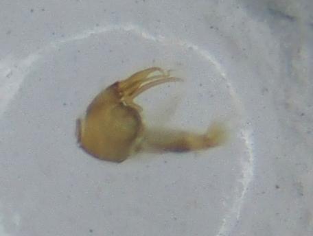 Gyrophaena boleti