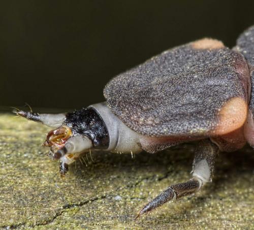 Lampyris noctiluca