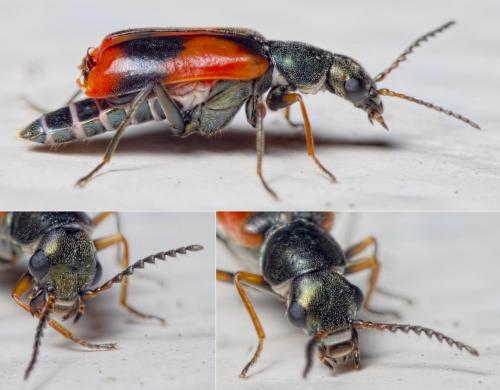 Réf. 200 820 : Anthocomus equestris
