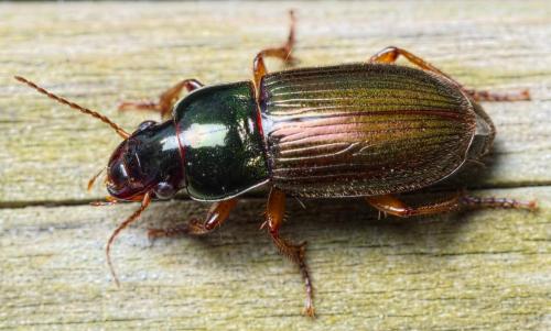 Réf. 200 648 : Harpalus affinis
