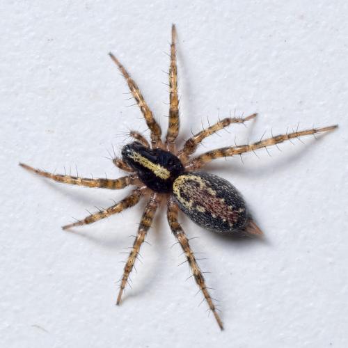 Réf. 200 270 : Textrix denticulata
