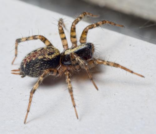 Réf. 200 269 : Textrix denticulata