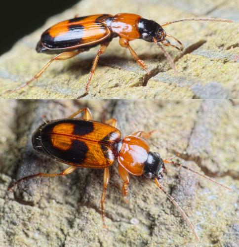 Badister bullatus