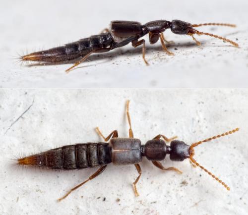 Réf. 200 521 : Pseudomedon sp.