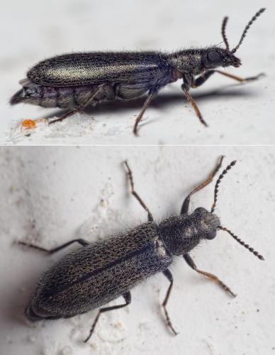 Réf. 200 237 : Dasytinae inconnu