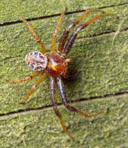 Réf. 200 054 : Xysticus lanio