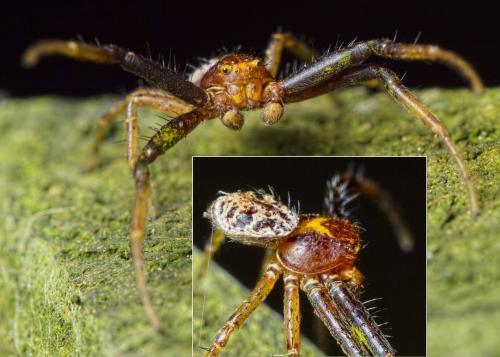 Réf. 200 055 : Xysticus lanio