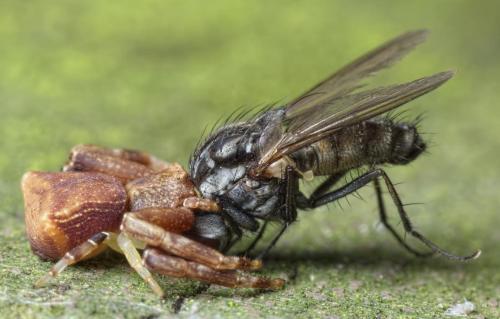 Réf. 200 194 : Pistius truncatus