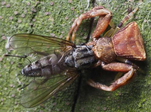 Réf. 200 195 : Pistius truncatus