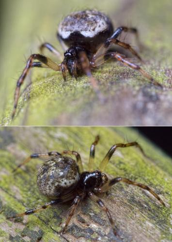 Réf. 200 490 : Dipoena melanogaster