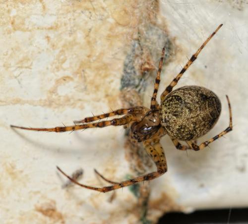 Réf. 200 557 : Metellina merianae