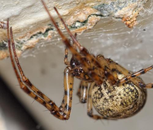 Réf. 200 558 : Metellina merianae