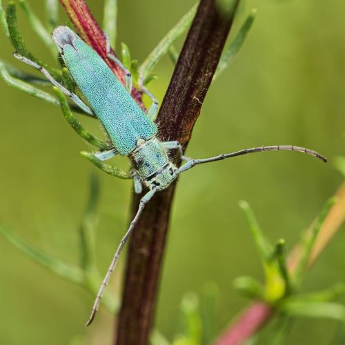 Réf. 200 519 : Opsilia coerulescens
