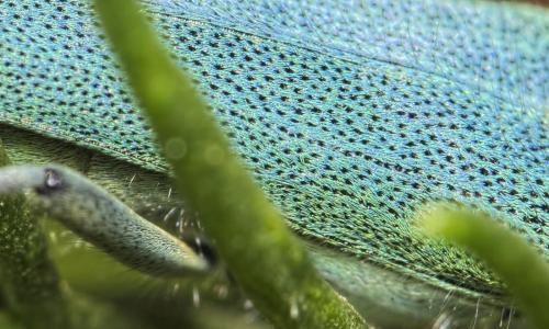 Réf. 200 565 : Opsilia coerulescens
