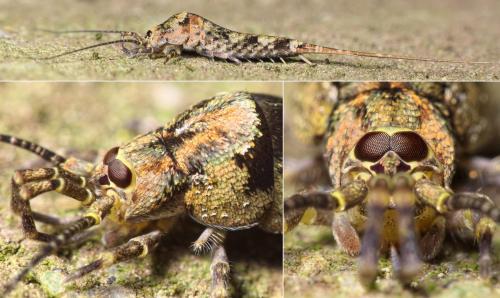 Réf. 200 863 : Trigoniophthalmus alternatus