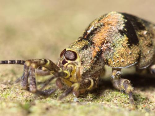 Réf. 200 862 : Trigoniophthalmus alternatus