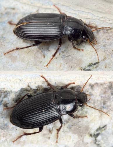 Cryptophonus tenebrosus