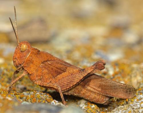 Réf. 200 188 : Oedipoda sp.