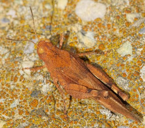 Oedipoda sp.