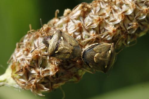Réf. 200 791 : Eysarcoris aeneus