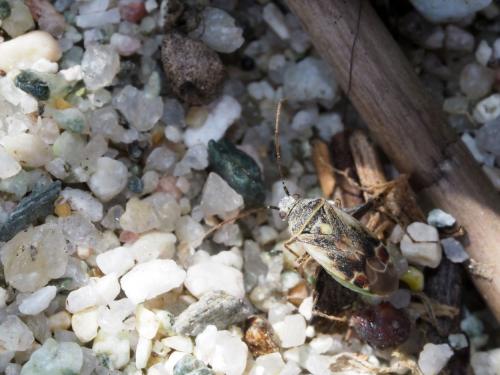 Polymerus cognatus