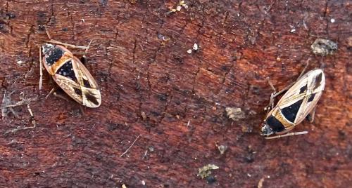 Xanthochilus sp.