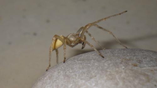 Cheiracanthium sp.