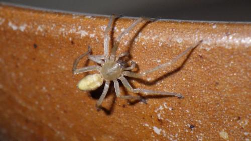 Réf. 200 046 : Cheiracanthium sp.