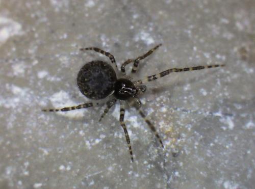 Theridion sp.